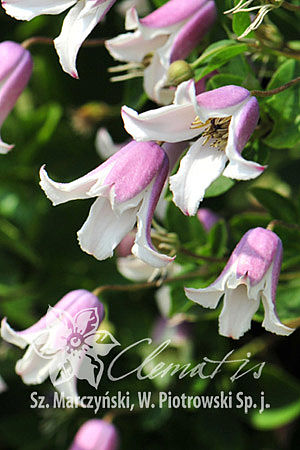 Клематис фиолетовый Эльф